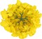 Silk Hydrangea Heads Artificial Flowers Heads with Stems-Pack of 10 (Yellow)
